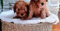 Mini Poodle puppies