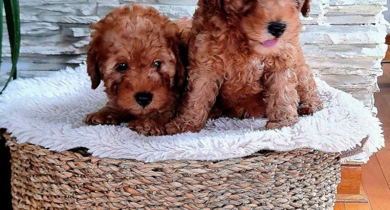 Mini Poodle puppies