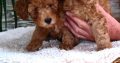 Mini Poodle puppies