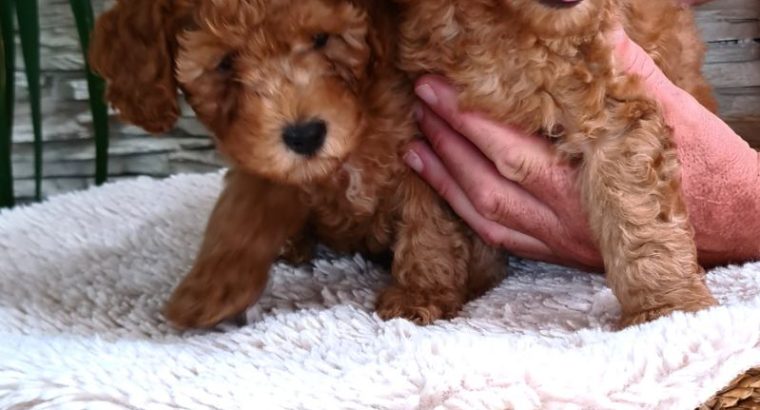 Mini Poodle puppies