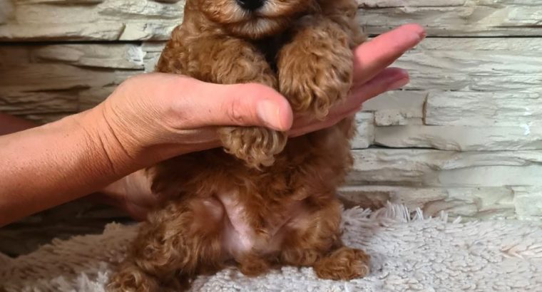 Mini Poodle puppies