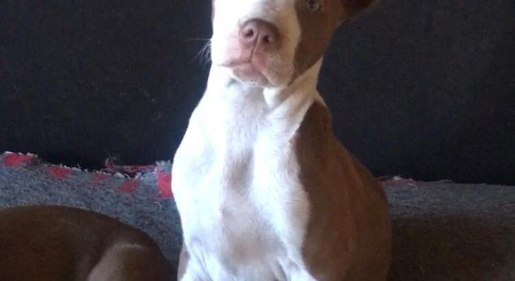 Red nose bit bull puppy