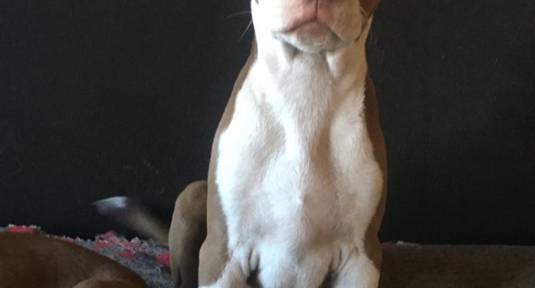 Red nose bit bull puppy