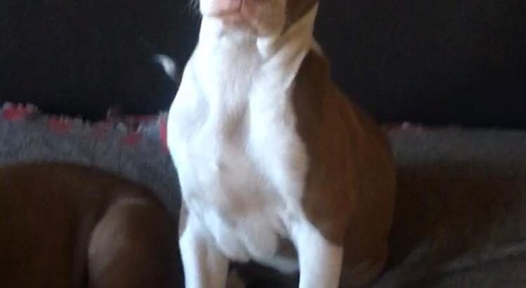 Red nose bit bull puppy