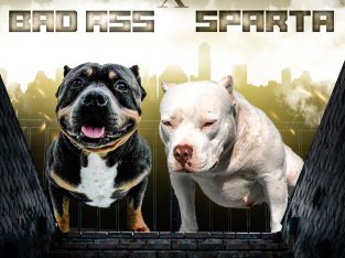 American Pocket Bully puppies