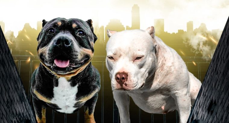 American Pocket Bully puppies