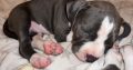 American Pocket Bully puppies