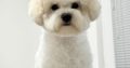 Bichon Frise female puppy