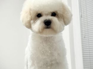 Bichon Frise female puppy