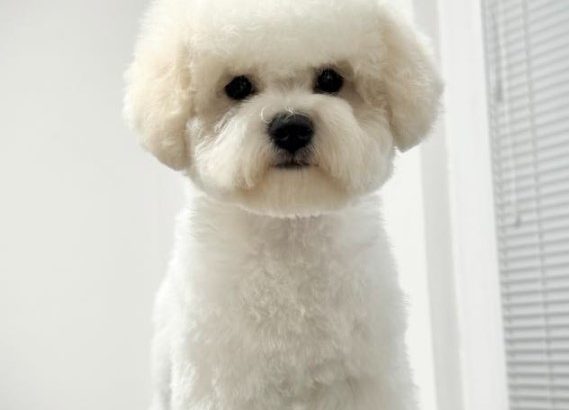 Bichon Frise female puppy