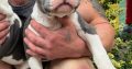 American Pocket Bully puppies