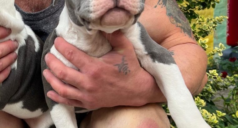 American Pocket Bully puppies