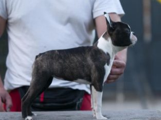 Boston Terrier puppies for sale