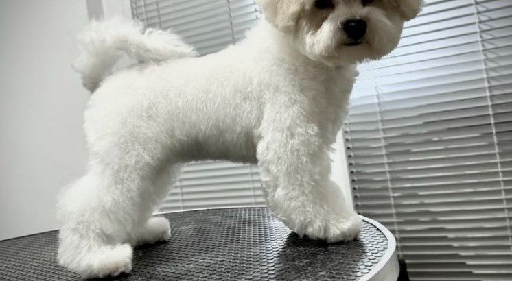 Bichon Frise female puppy