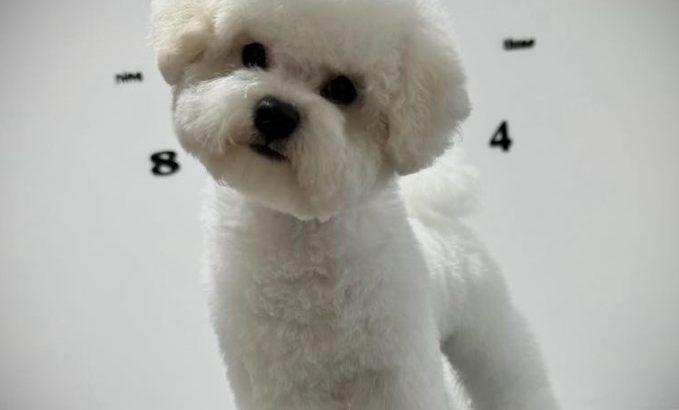 Bichon Frise female puppy