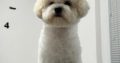 Bichon Frise female puppy