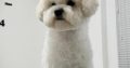 Bichon Frise female puppy