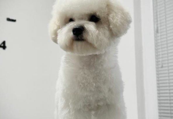 Bichon Frise female puppy