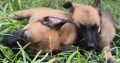 Belgian Shepherd Malinois puppies