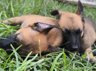 Belgian Shepherd Malinois puppies