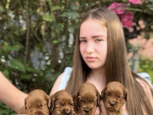 Cockapoo puppies for sale