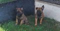 Belgian Shepherd Malinois puppies