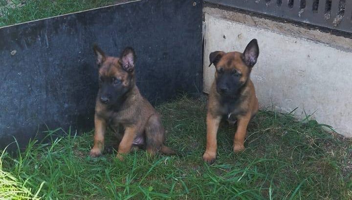 Belgian Shepherd Malinois puppies