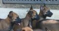 Belgian Shepherd Malinois puppies
