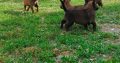 Belgian Shepherd Malinois puppies