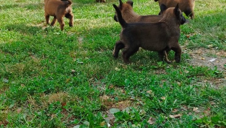 Belgian Shepherd Malinois puppies