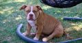 American Bully puppies for sale
