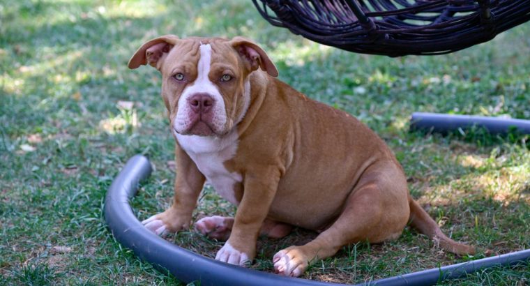 American Bully puppies for sale