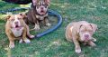 American Bully puppies for sale
