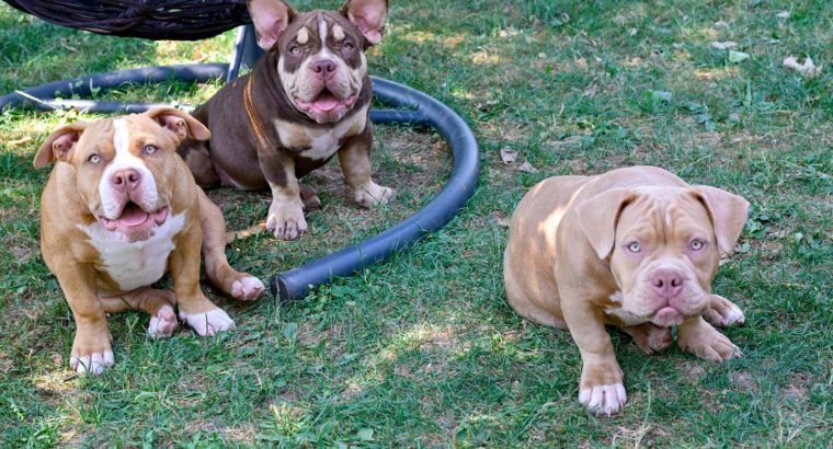 American Bully puppies for sale