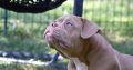 American Bully puppies for sale