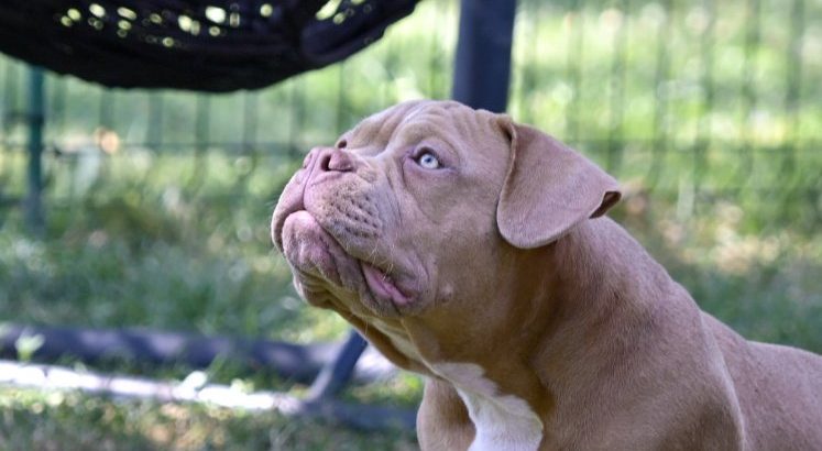 American Bully puppies for sale