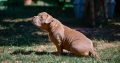 American Bully puppies for sale