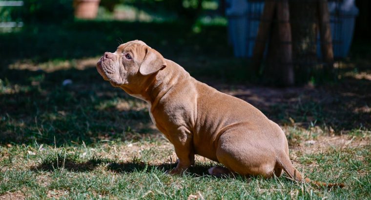 American Bully puppies for sale