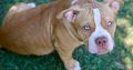 American Bully puppies for sale