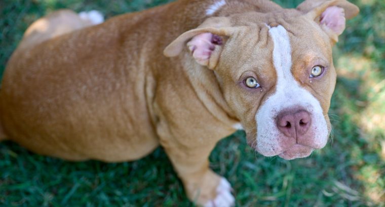 American Bully puppies for sale