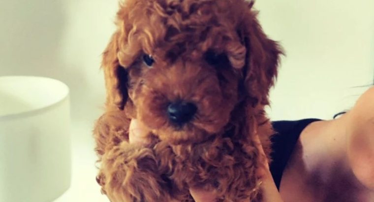 Red Miniature Poodle puppies