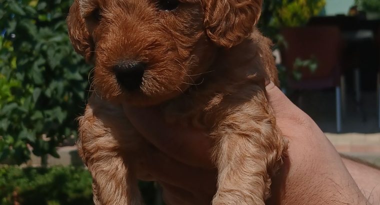 Toy Poodle puppies for sale