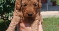Toy Poodle puppies for sale