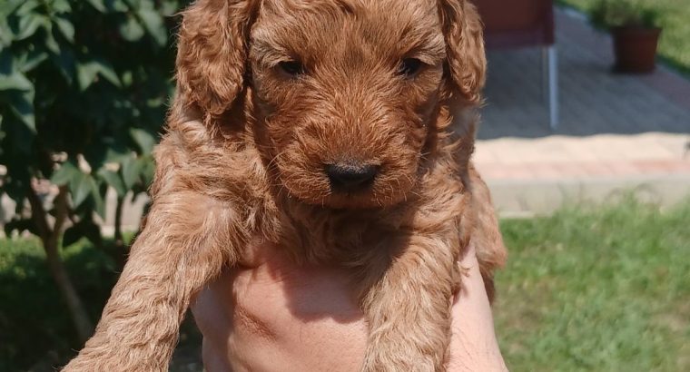 Toy Poodle puppies for sale