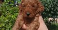 Toy Poodle puppies for sale
