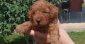 Toy Poodle puppies for sale