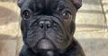 French Bulldog puppies for sale