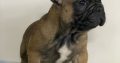 French Bulldog puppies for sale