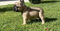 French Bulldog puppies for sale