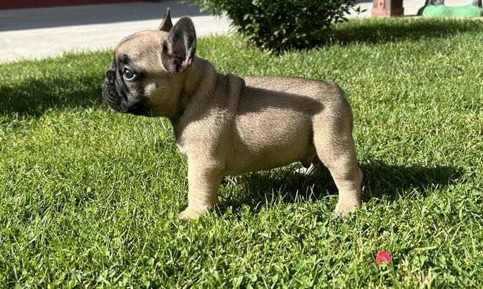 French Bulldog puppies for sale